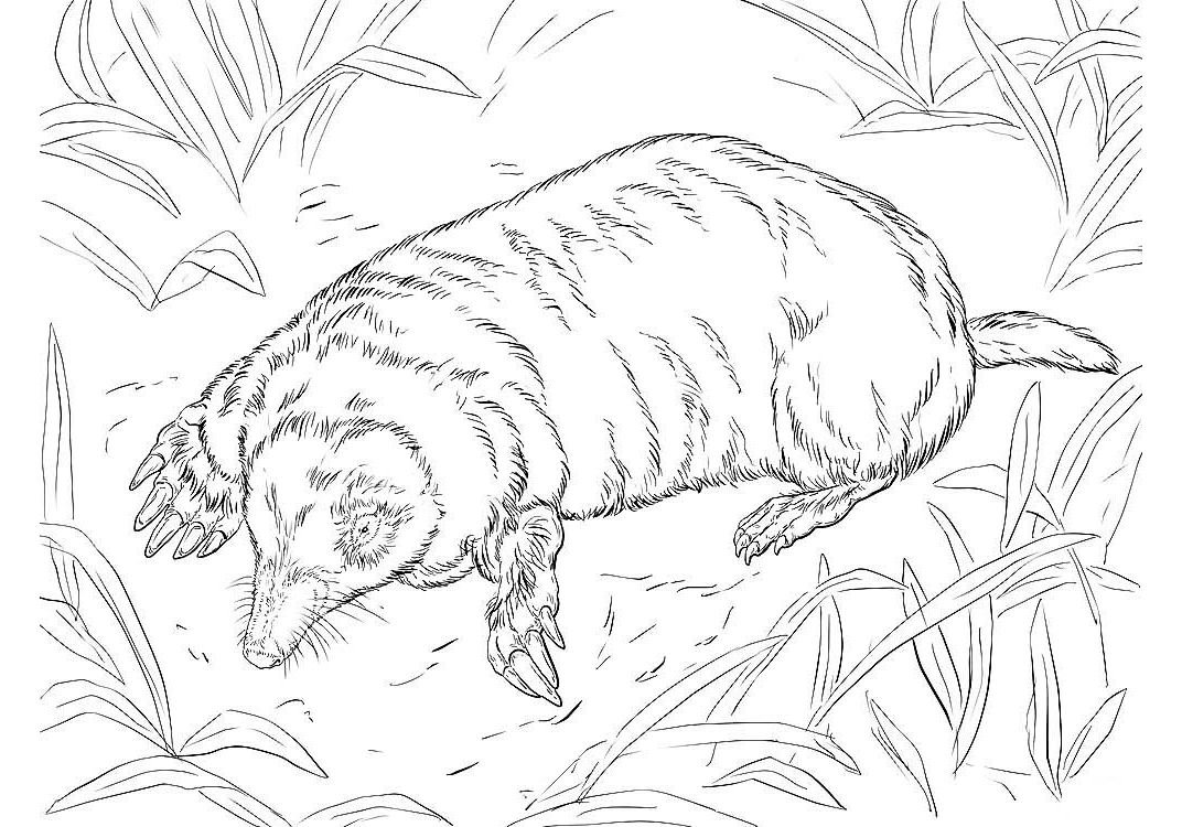 Крот биология