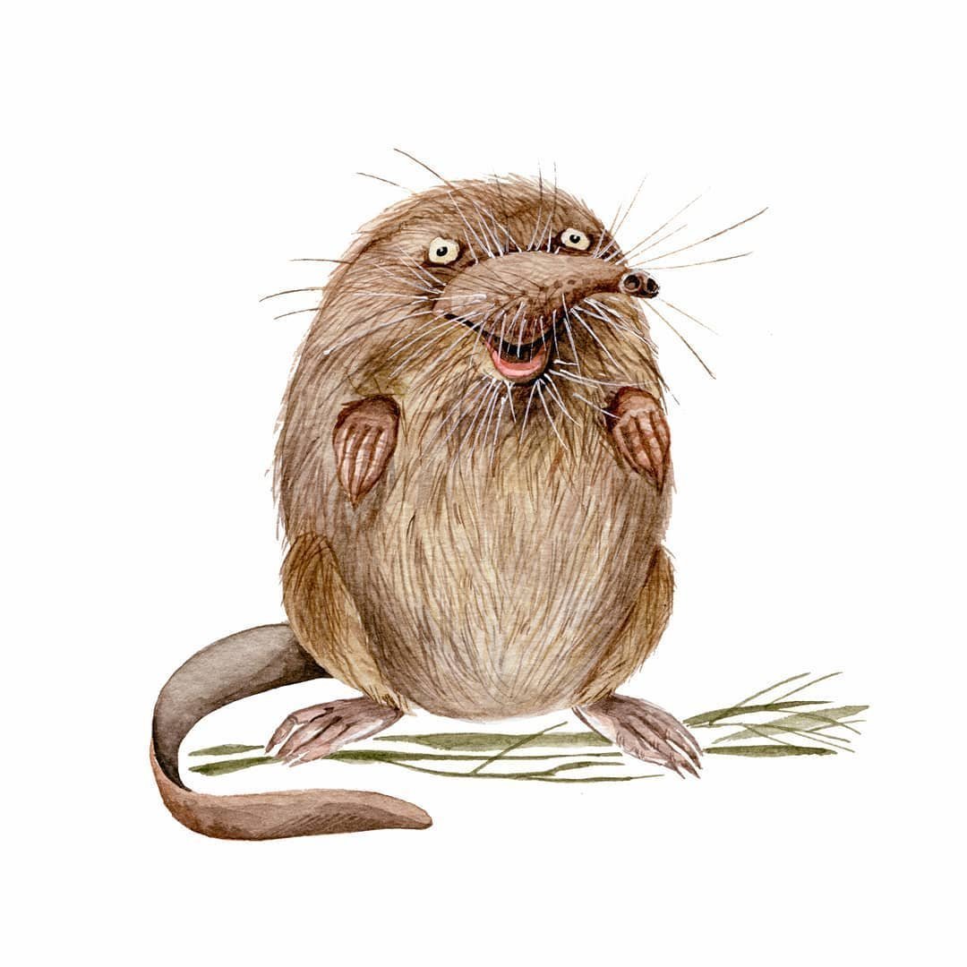 Ондатра рисунок