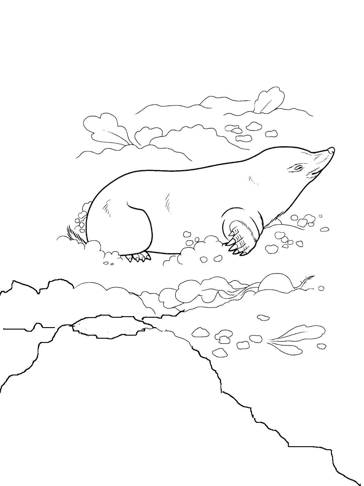 Выхухоль раскраска для детей