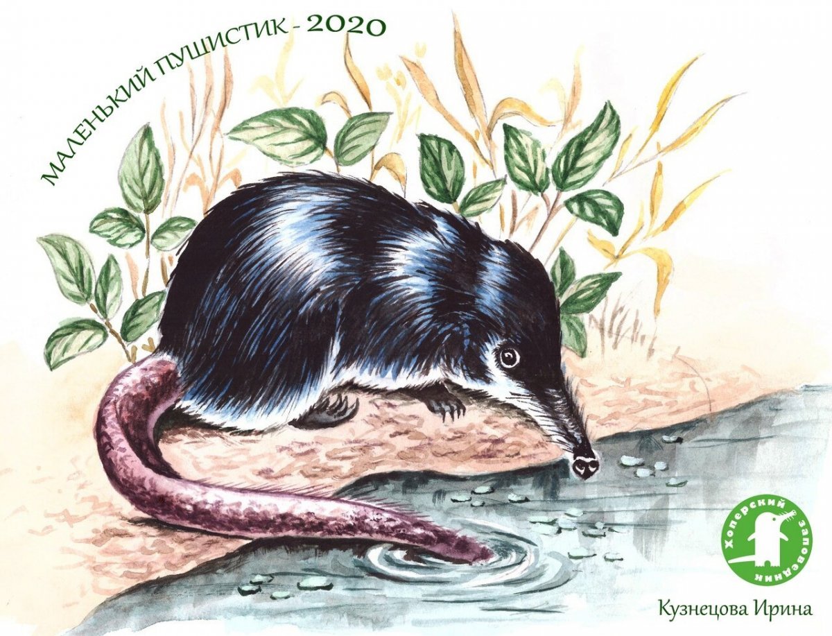 Бобер черно белый