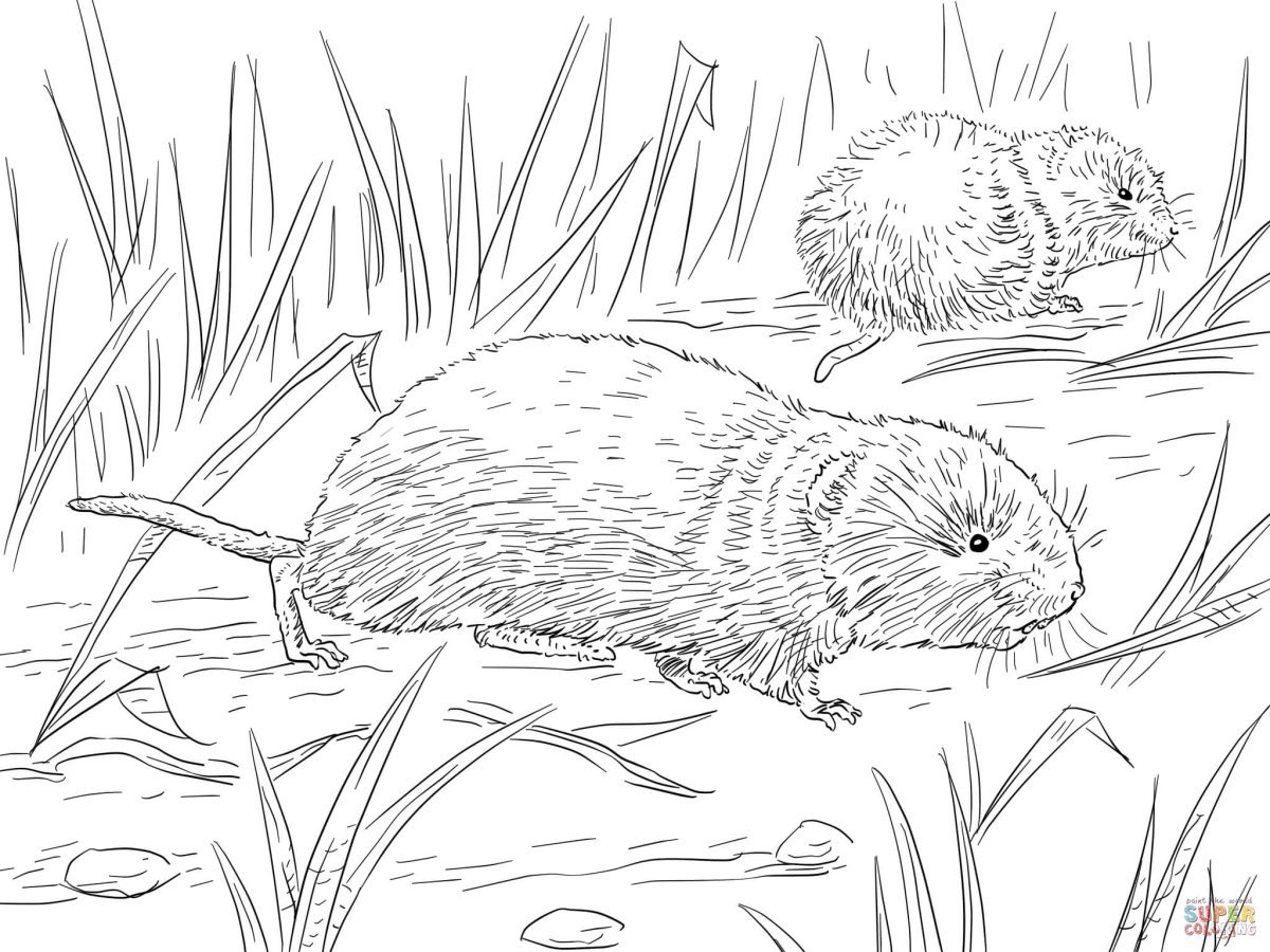 Выхухоль раскраска для детей