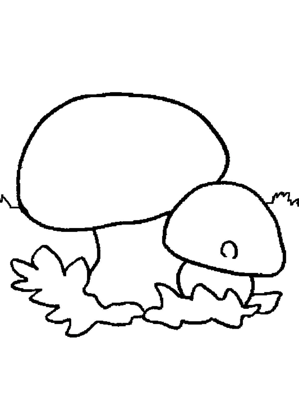 Раскраска гриб масленок