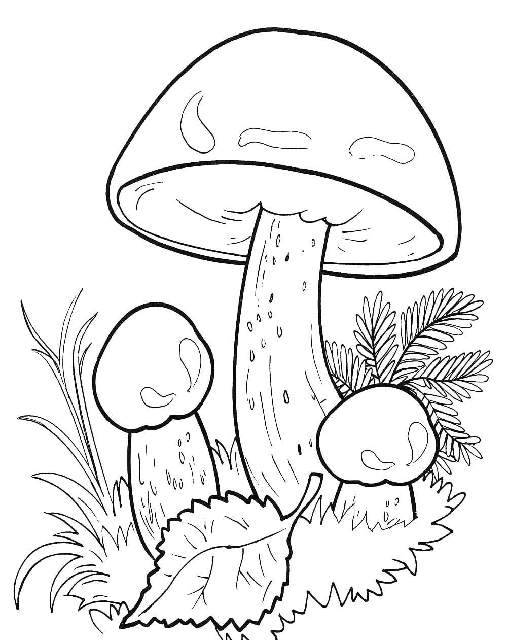 Раскраска грибы опята