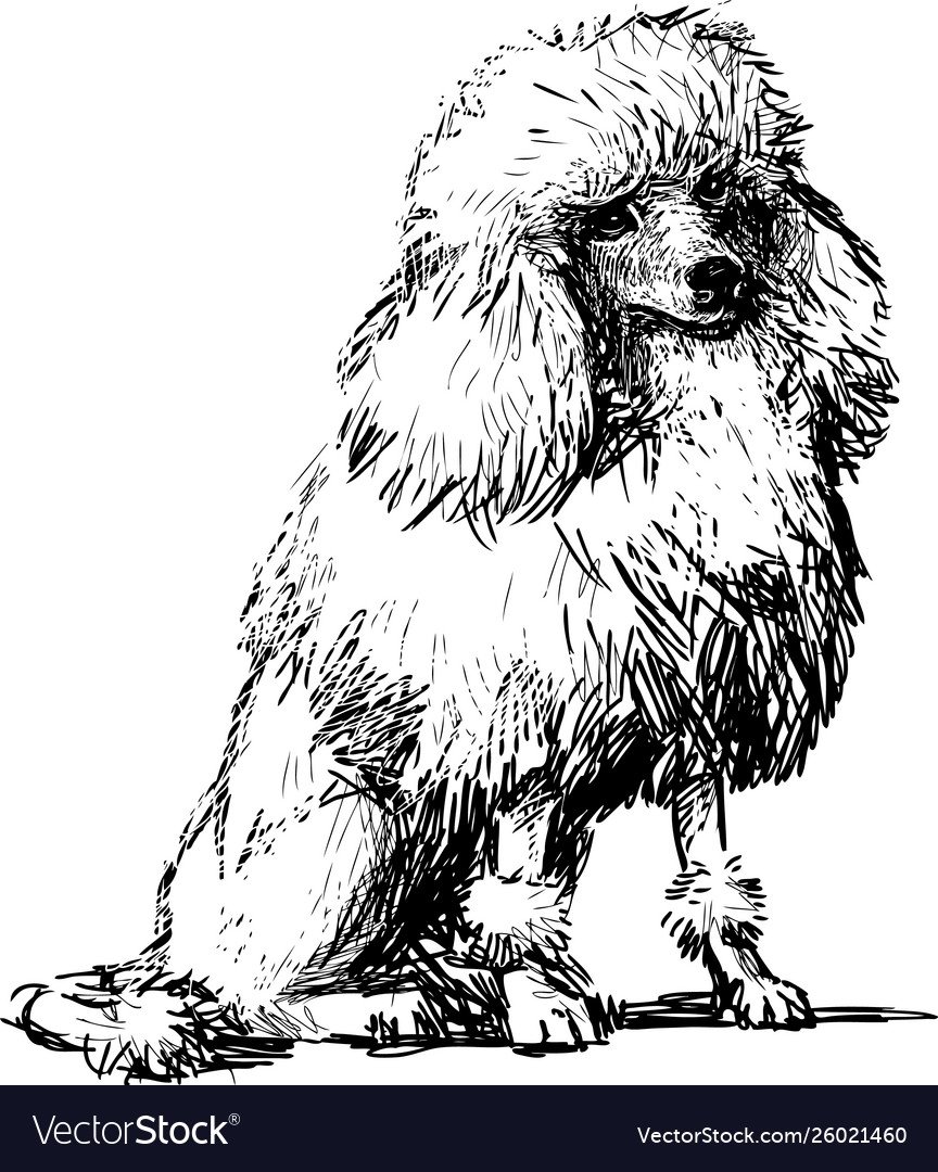 Белый пудель Арто