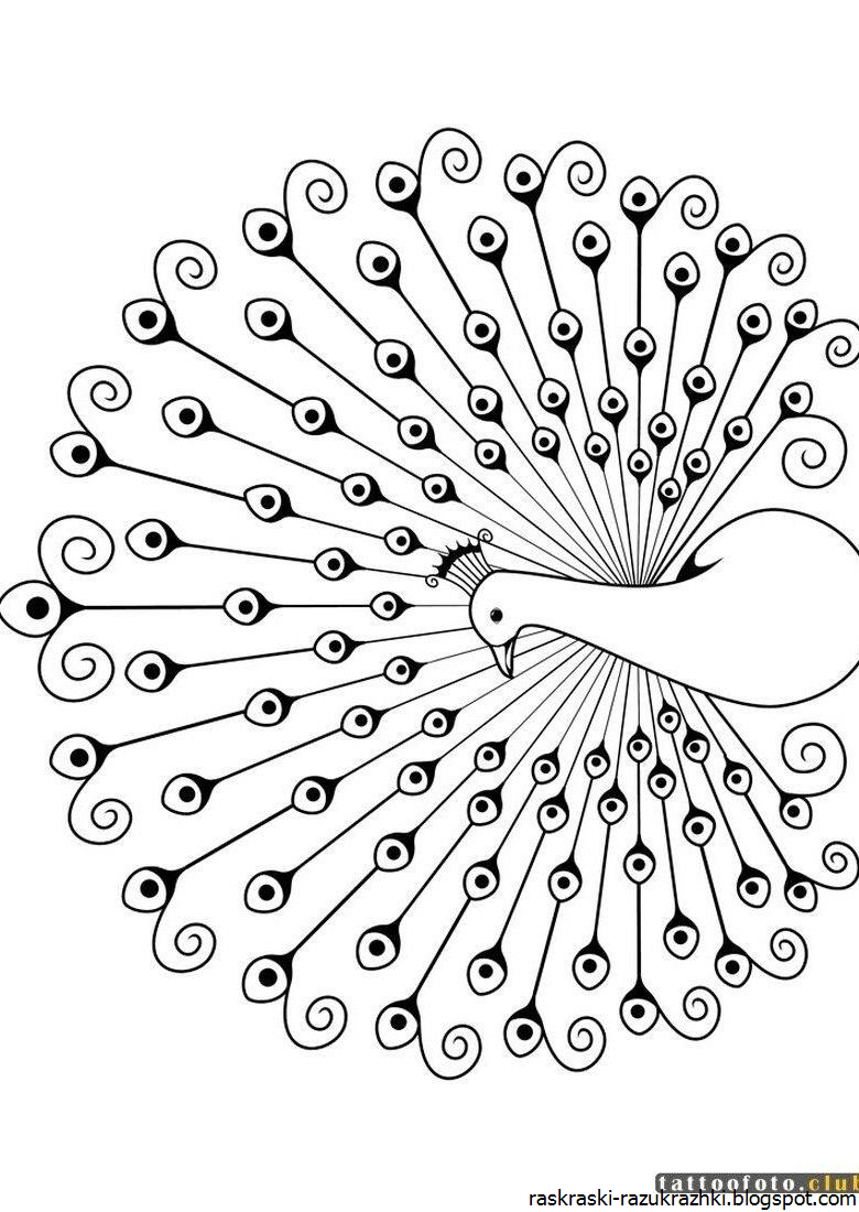 Павлин раскраска для малышей