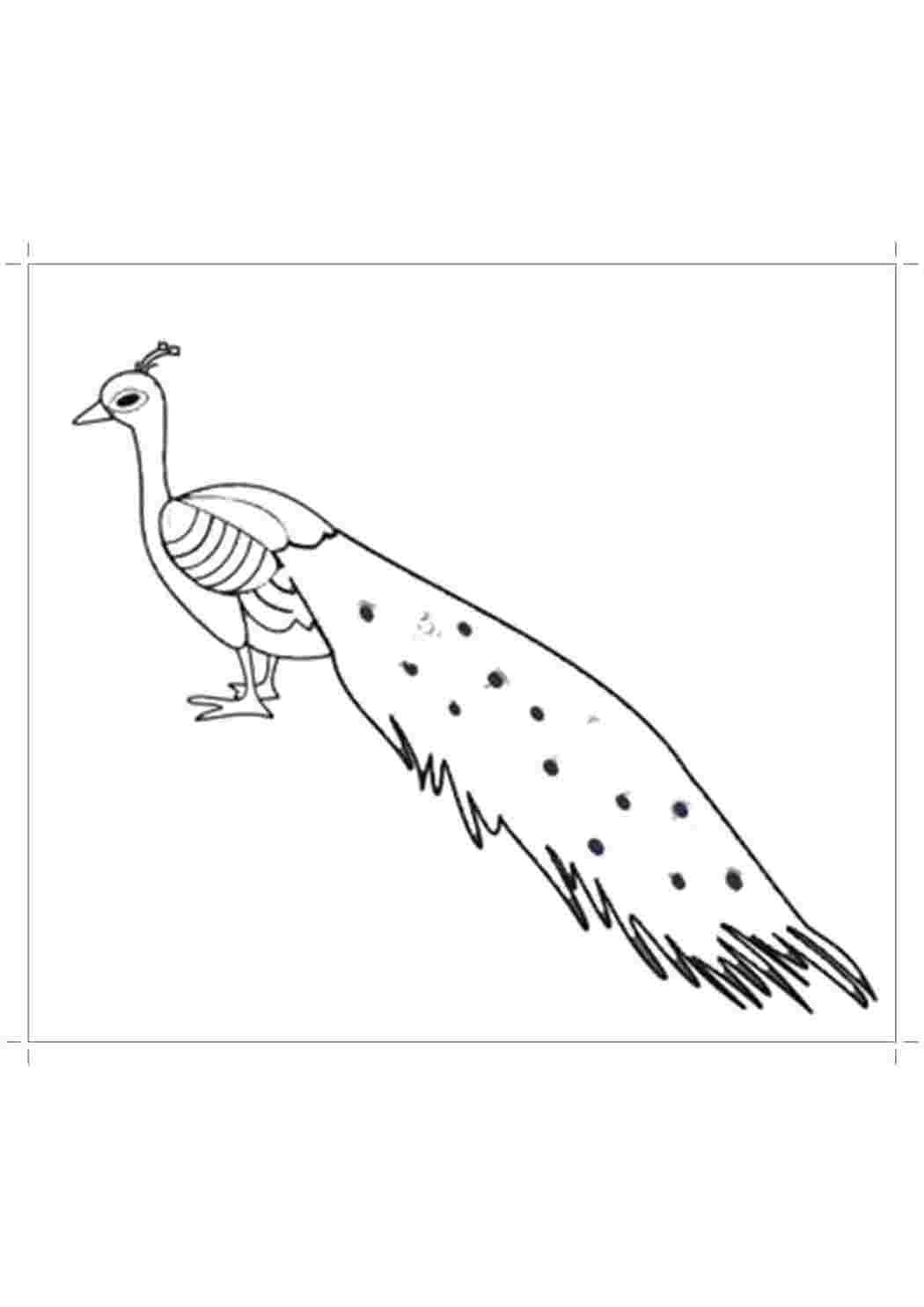 Павлин раскраска для детей