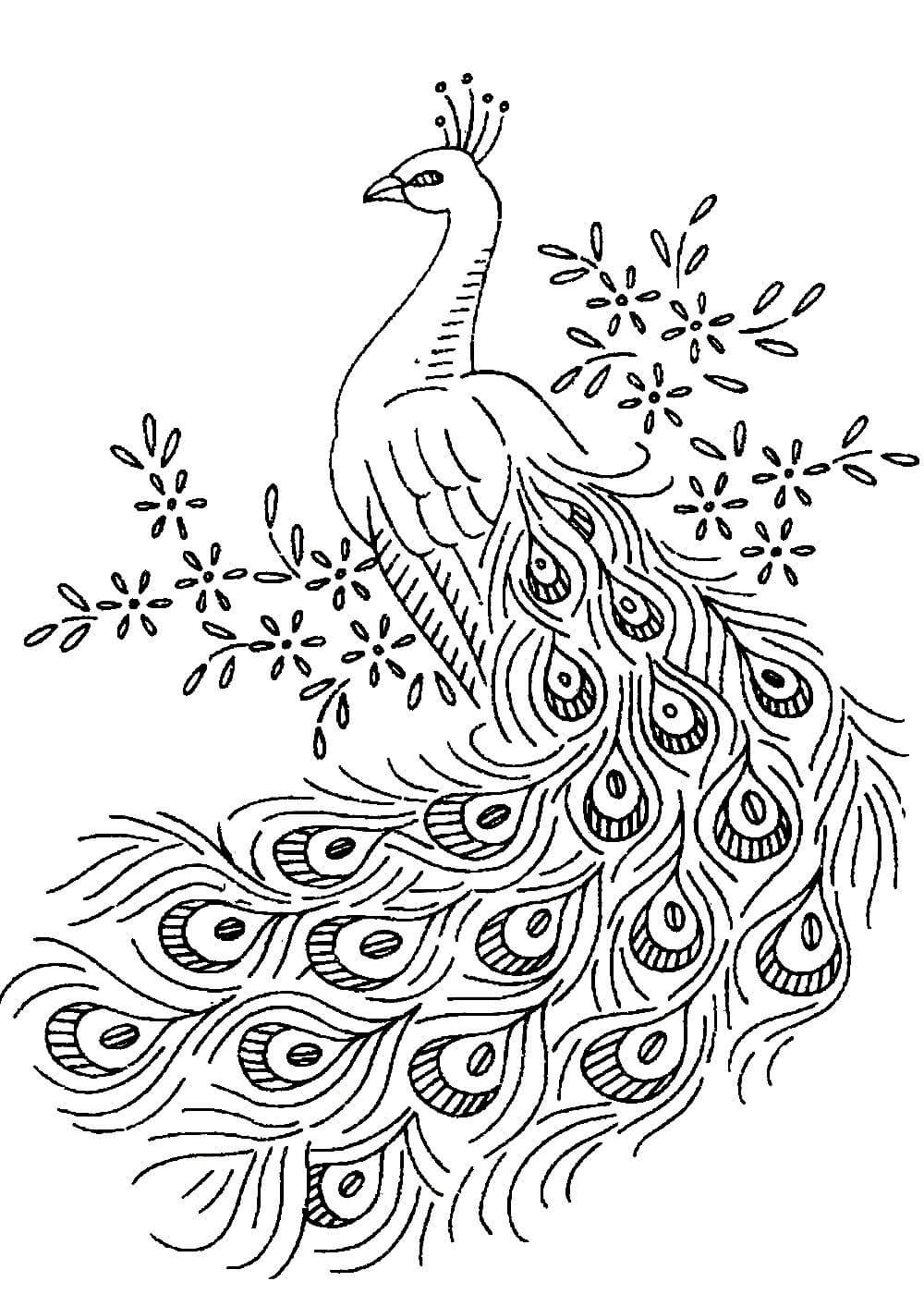 Павлин чертеж