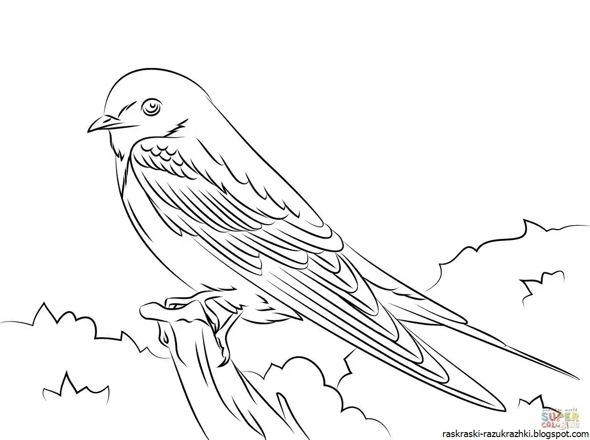 Птица Колибри раскраска