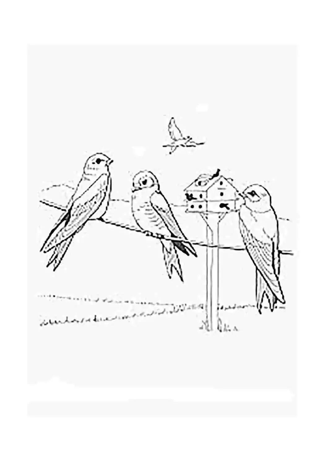 Ласточка береговушка раскраска