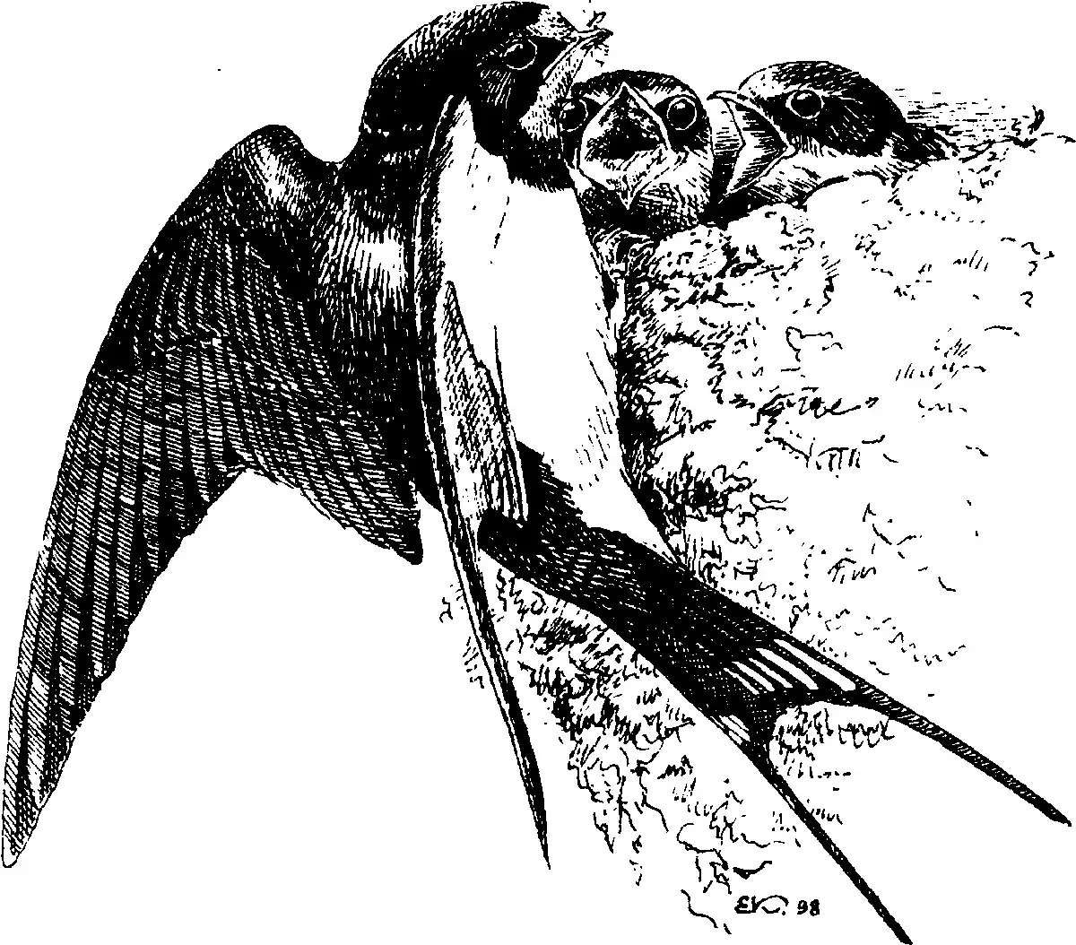 Птица с птенцами раскраска для детей