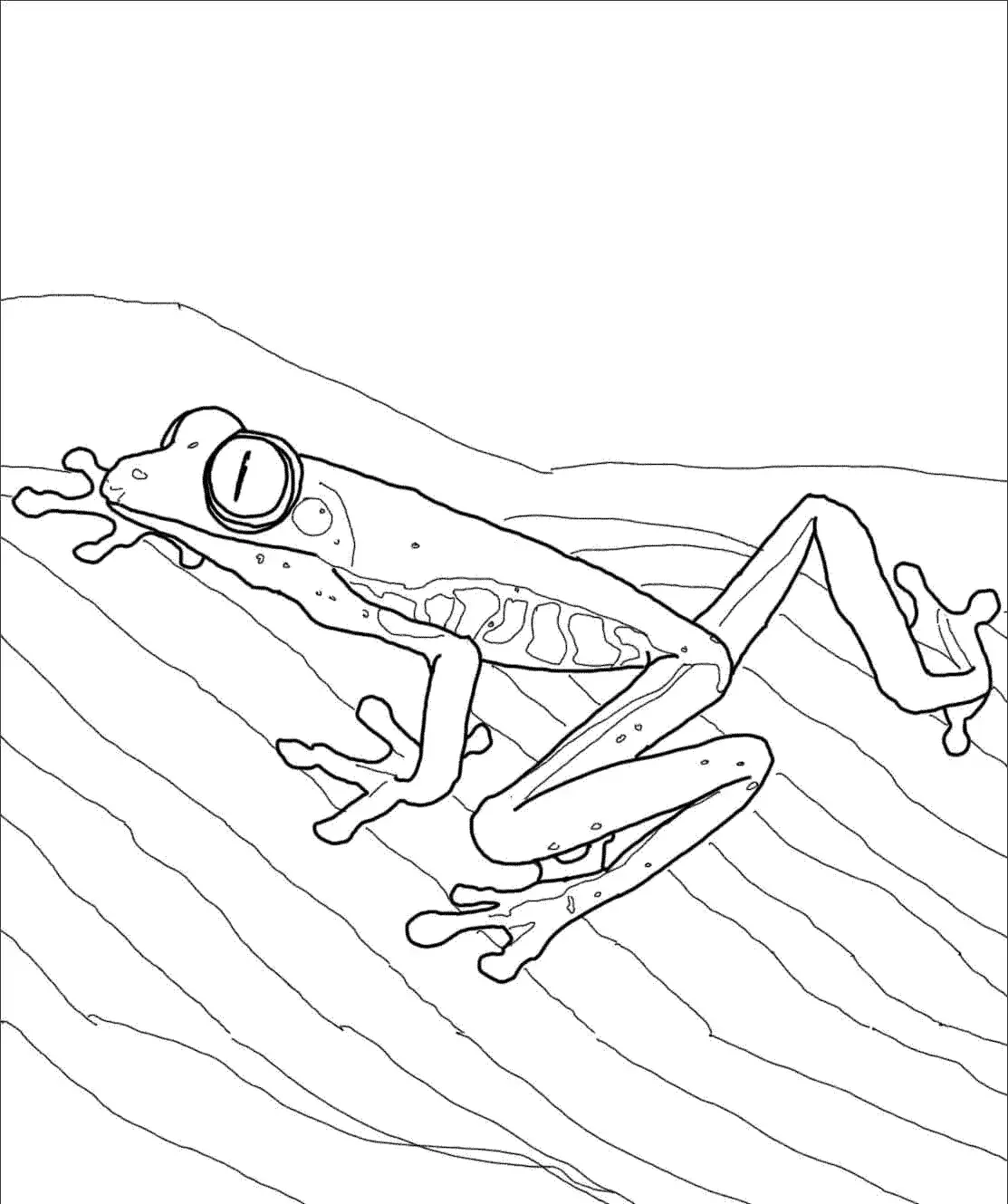Лягушка на кувшинке раскраска