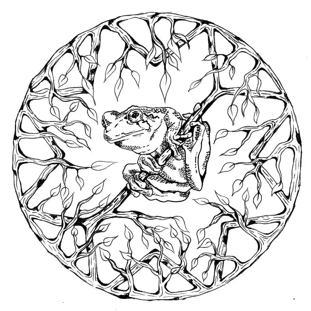 Лягушка путешественница раскраска