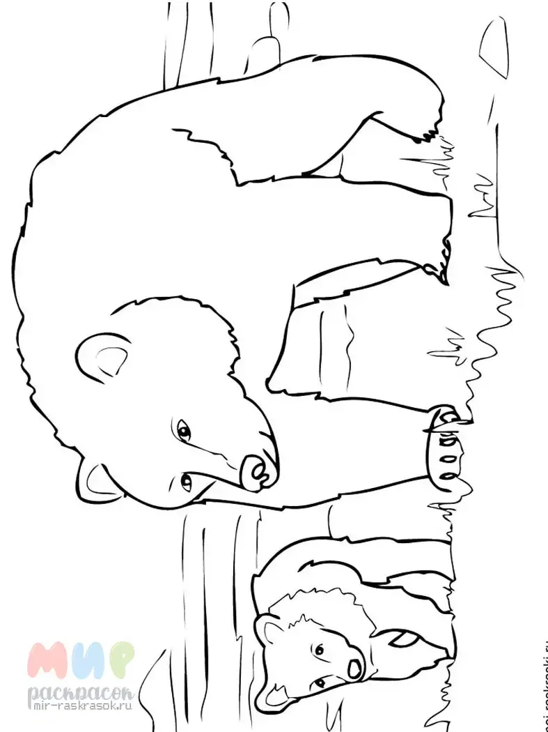 Мишка спит раскраска