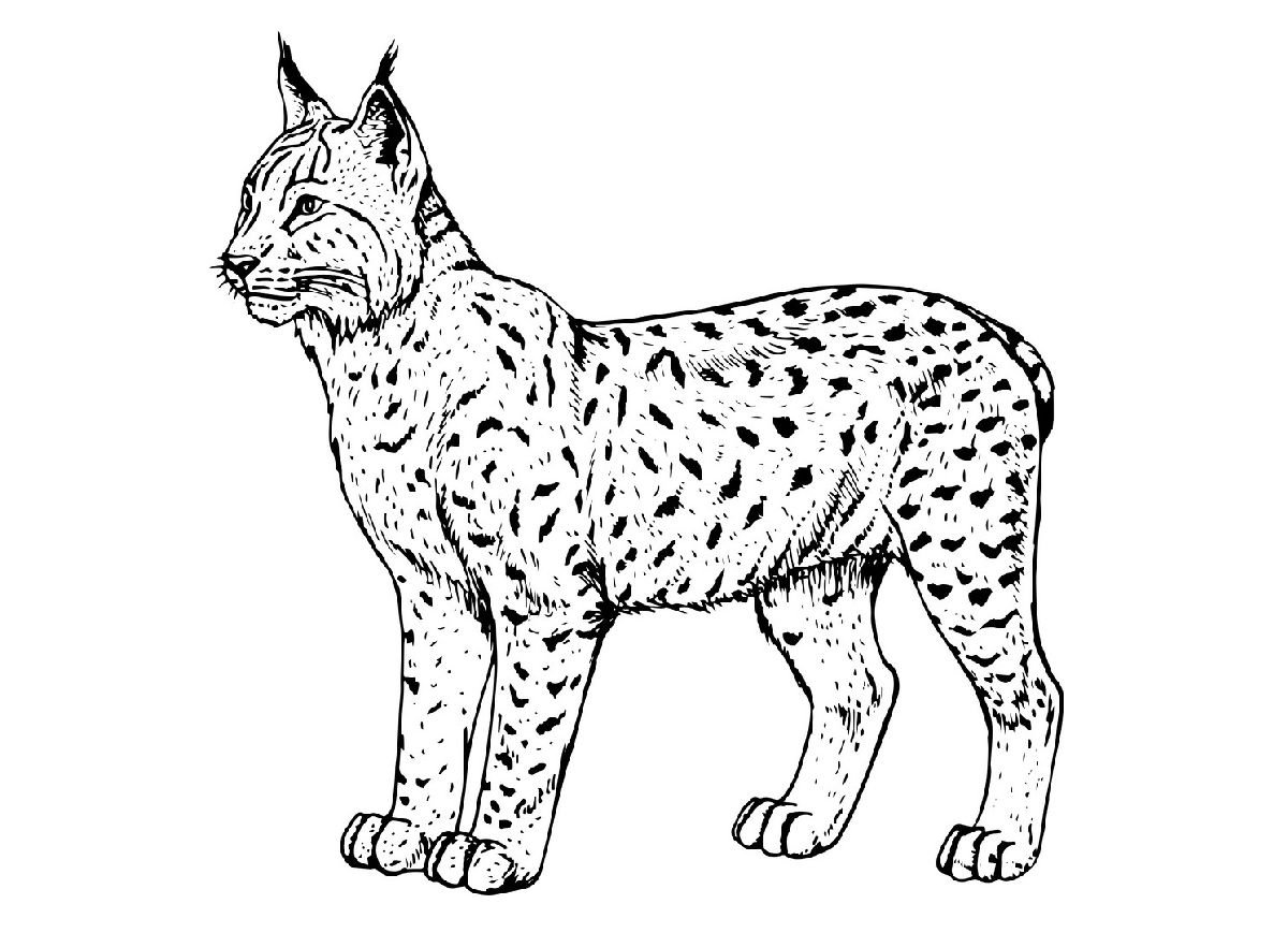 Рысь рисунок