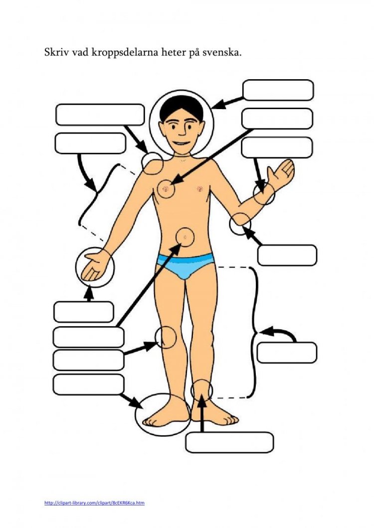 Части тела человека задания