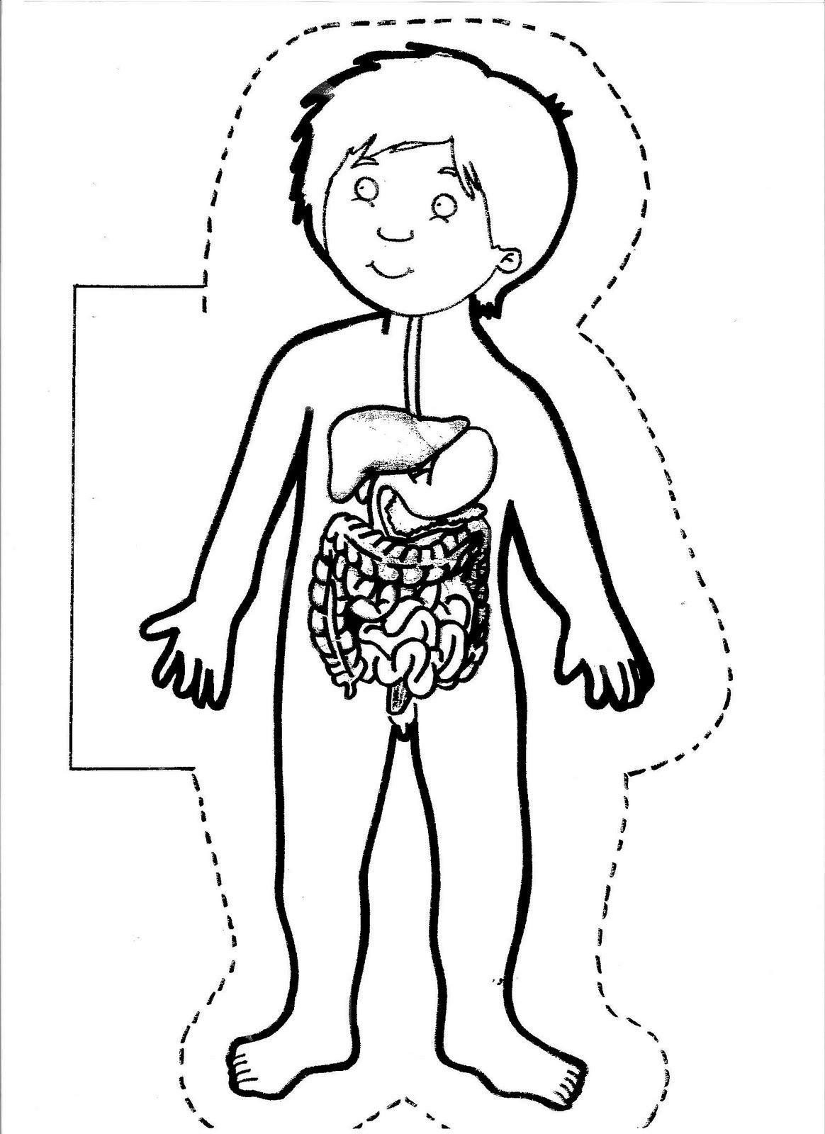 Организм человека разукрашка для детей