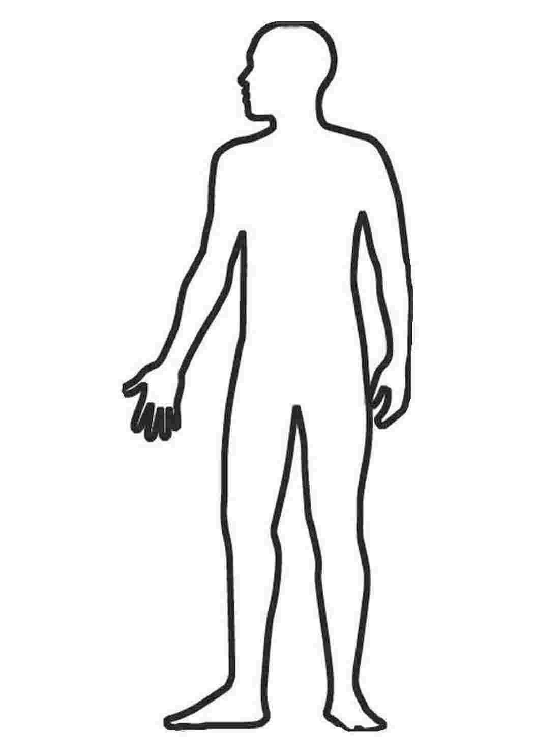 Части тела для детей