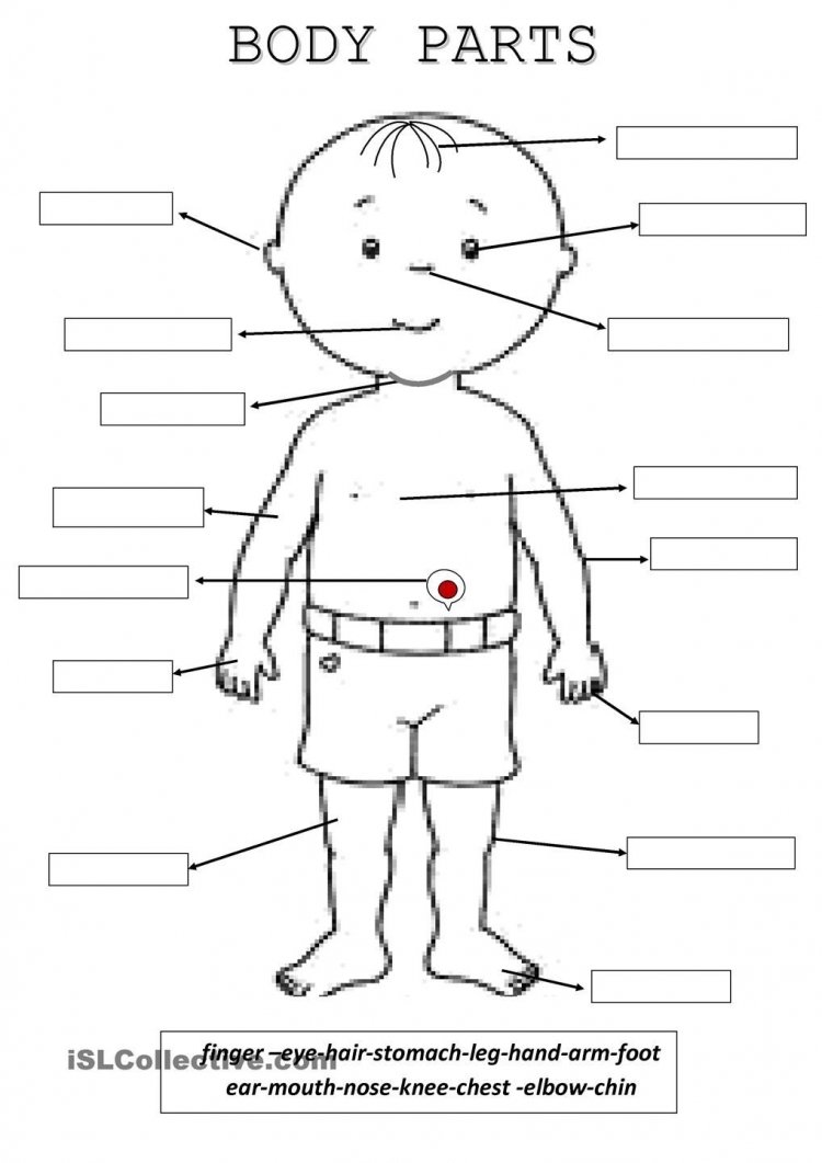 Части тела задания для дошкольников