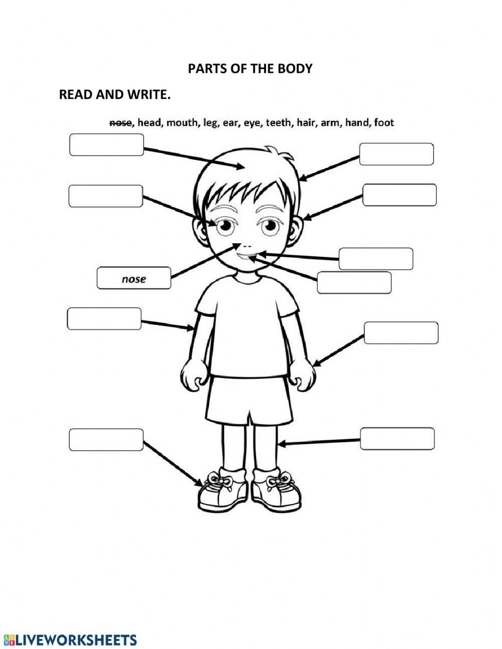 Органы чувств раскраска