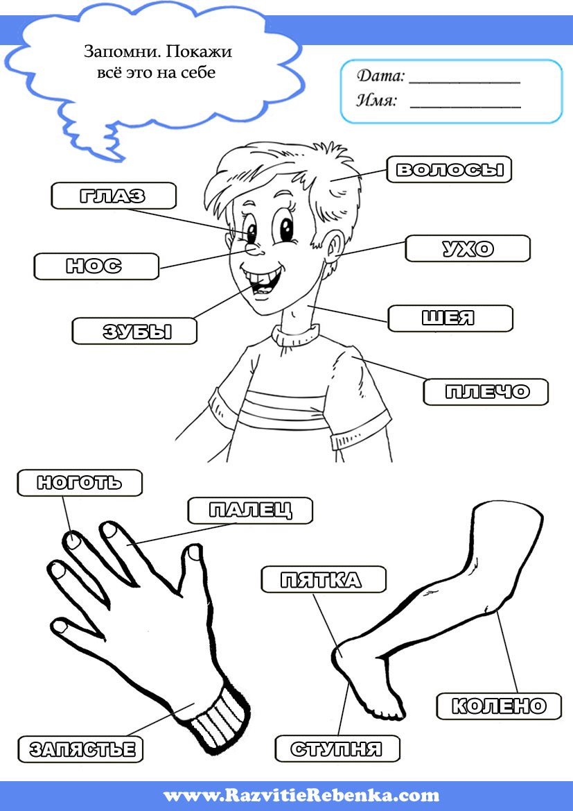 Части человека для детей