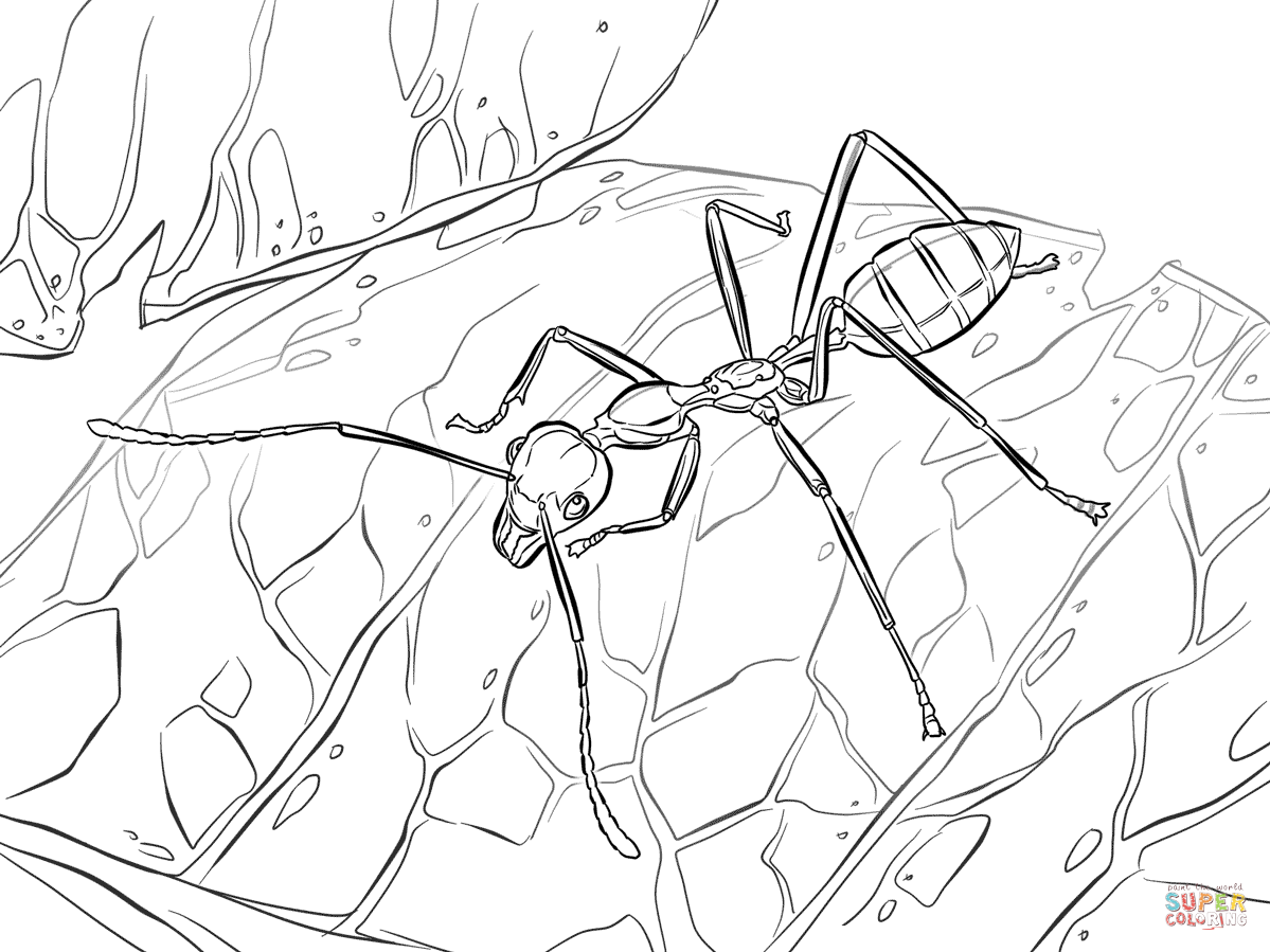 Муравейник раскраска