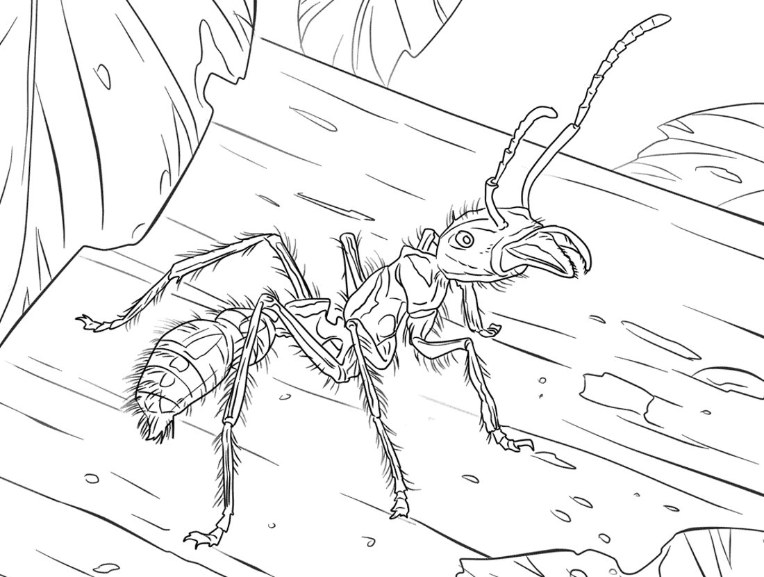 Муравей набросок