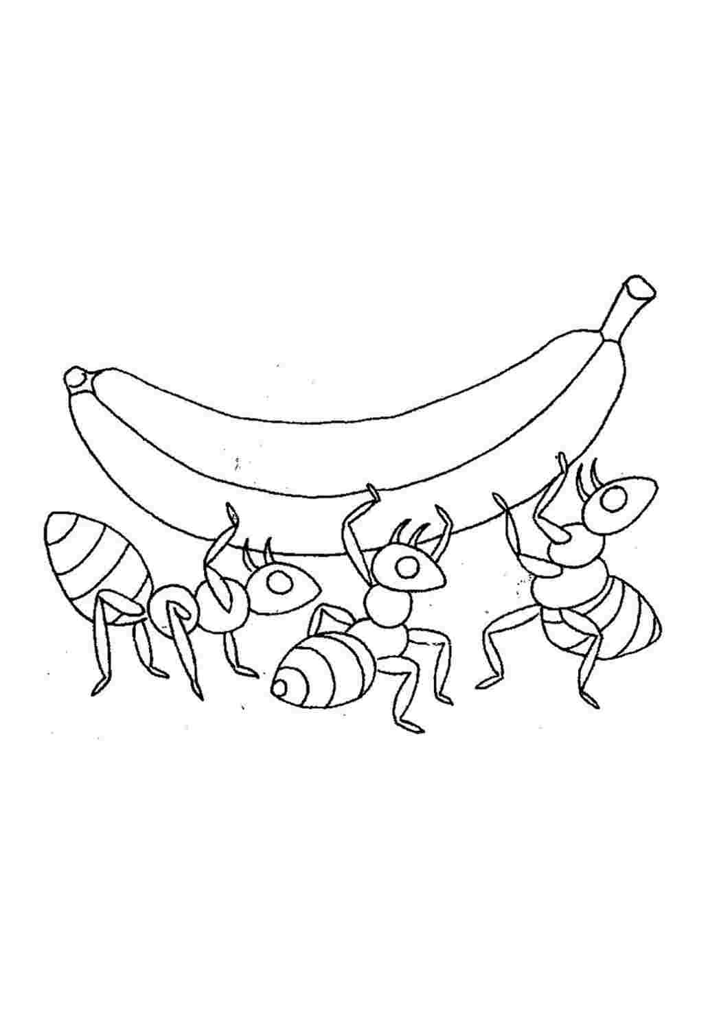 Раскраска насекомые муравей