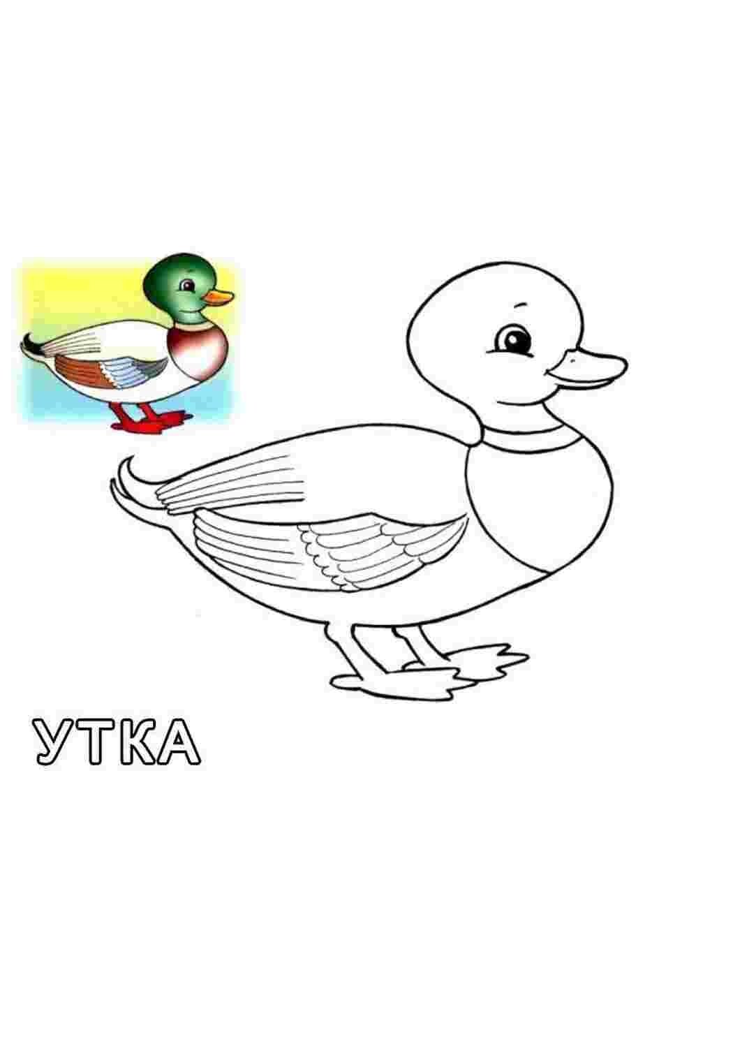 Домашние птицы. Раскраска