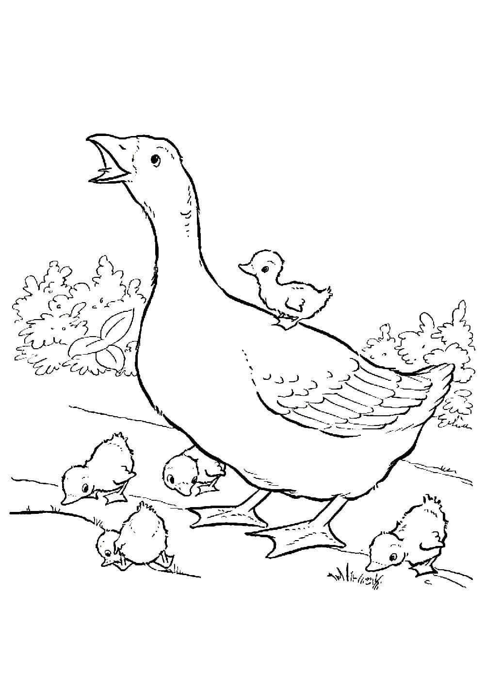 Раскраска Гусь с гусятами