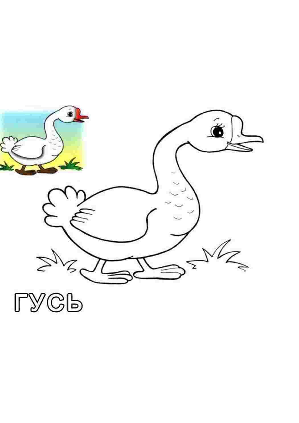Гусь раскраска для детей
