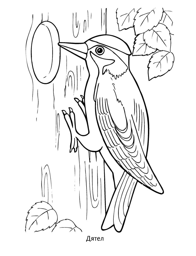 Птицы раскраска для детей
