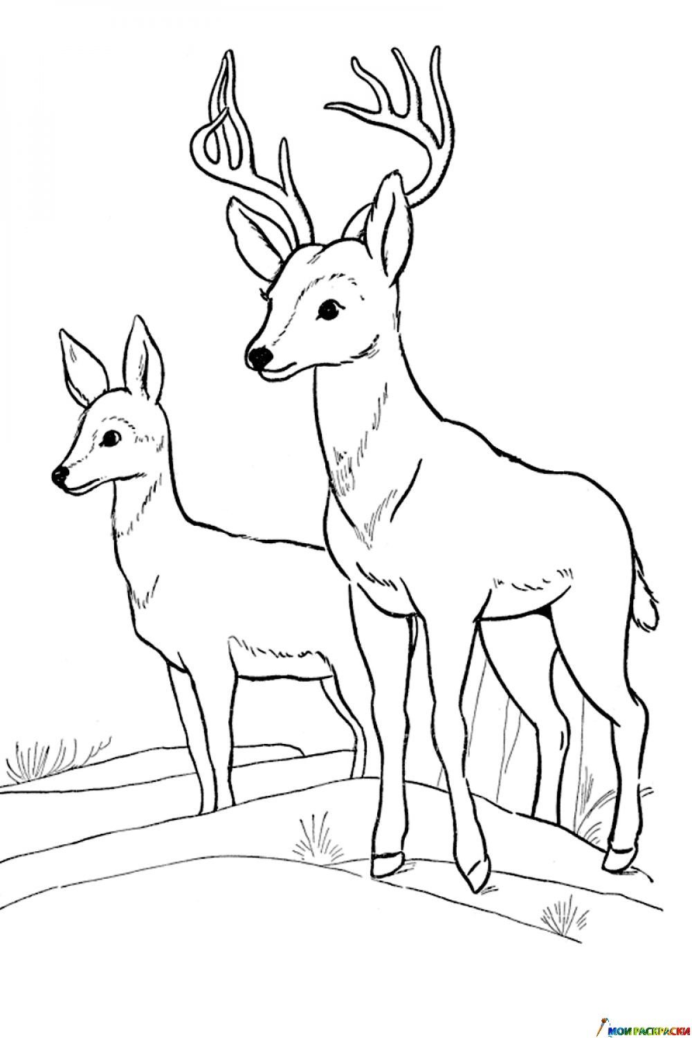 Косуля раскраска