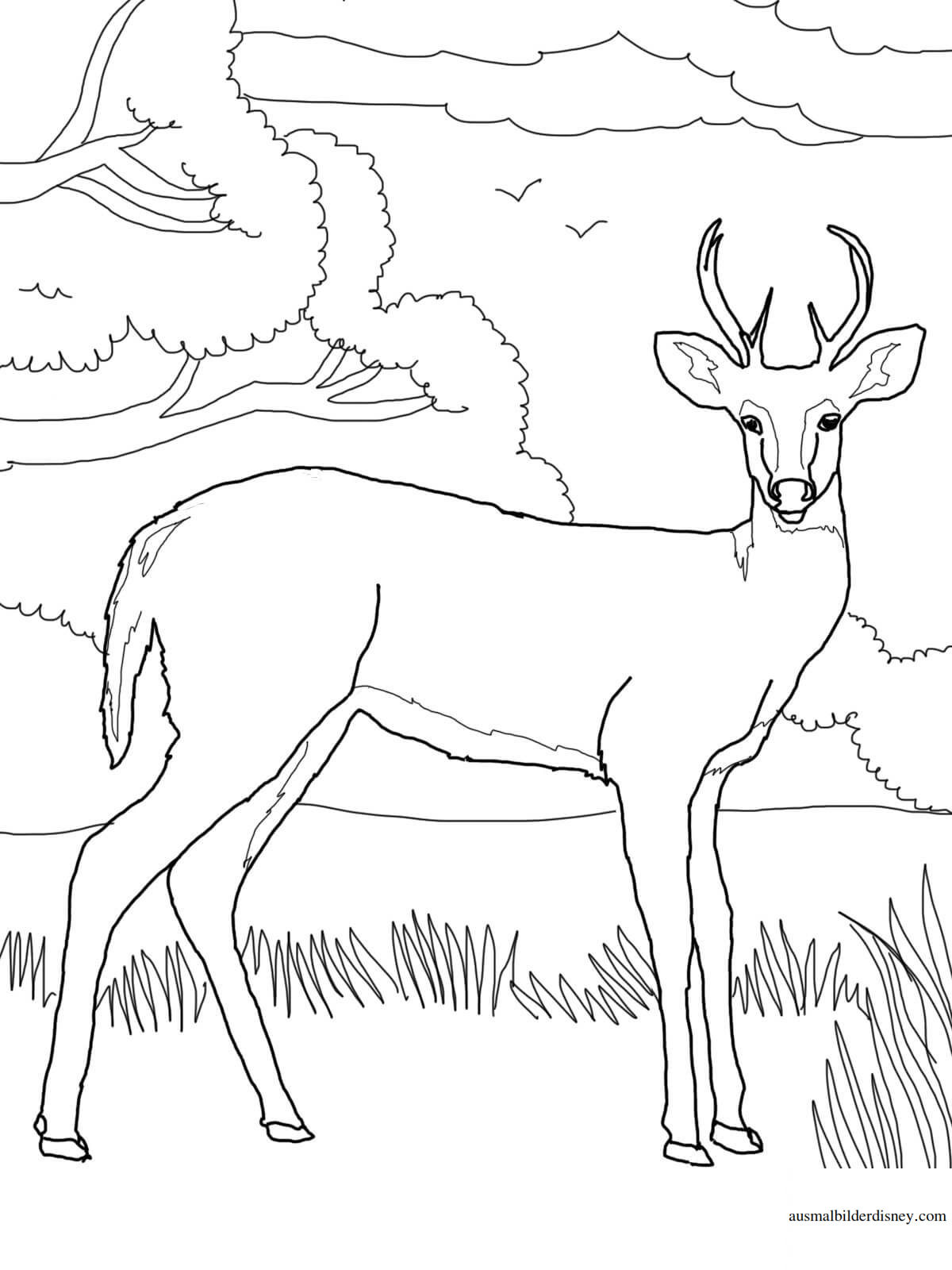 Косуля раскраска