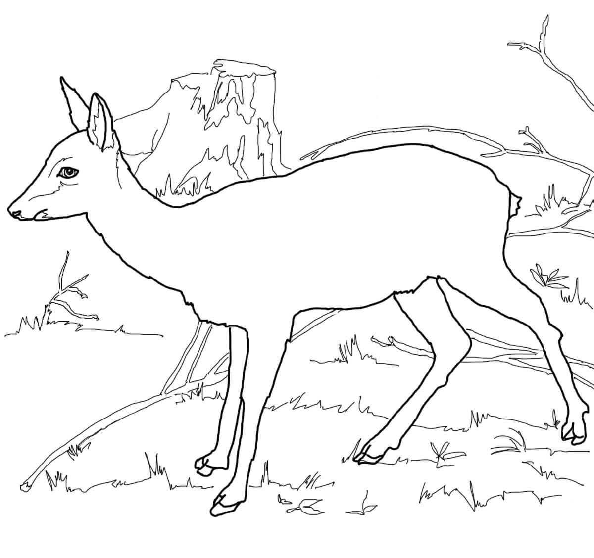 Сибирская косуля раскраска