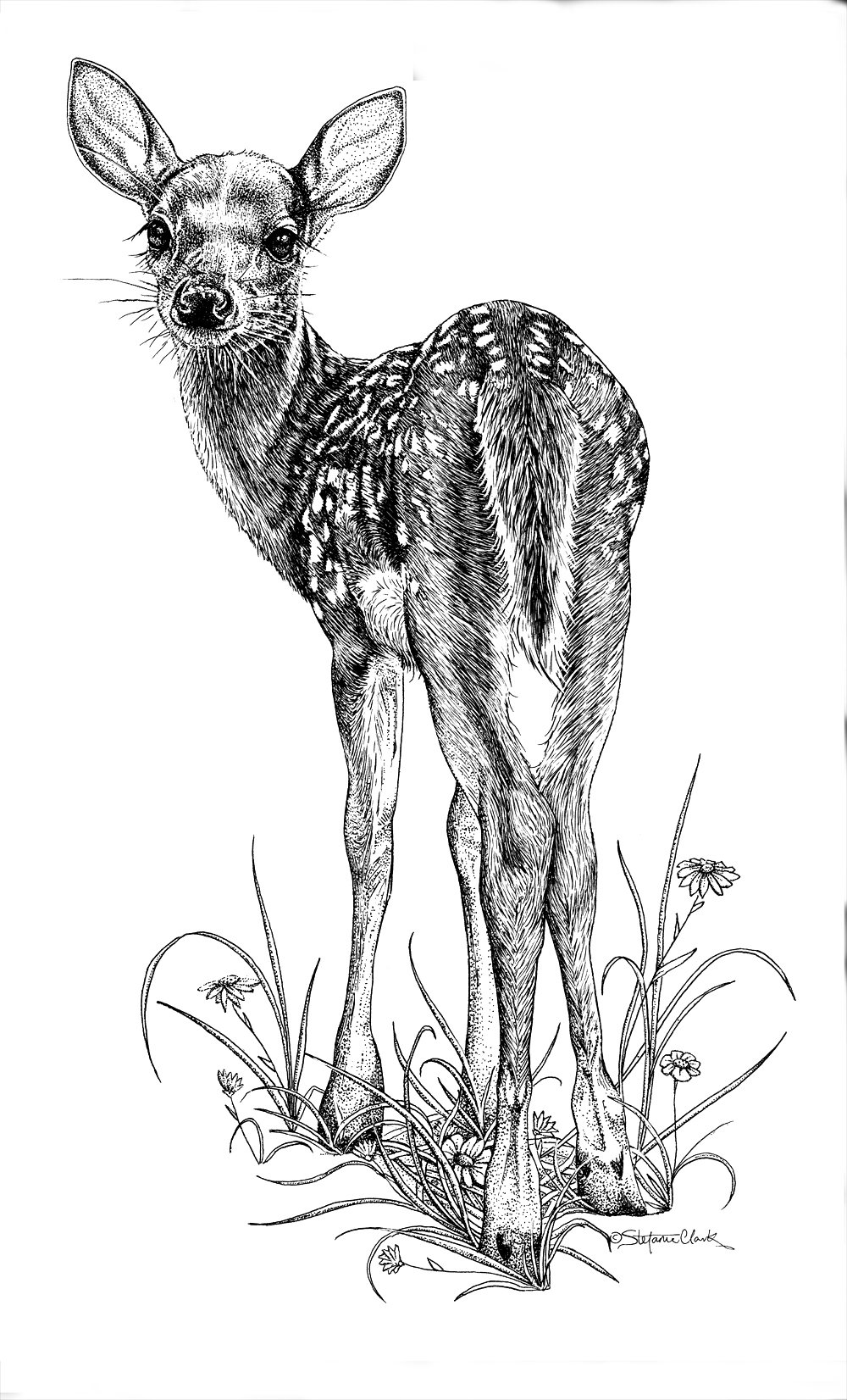 Раскраски животных