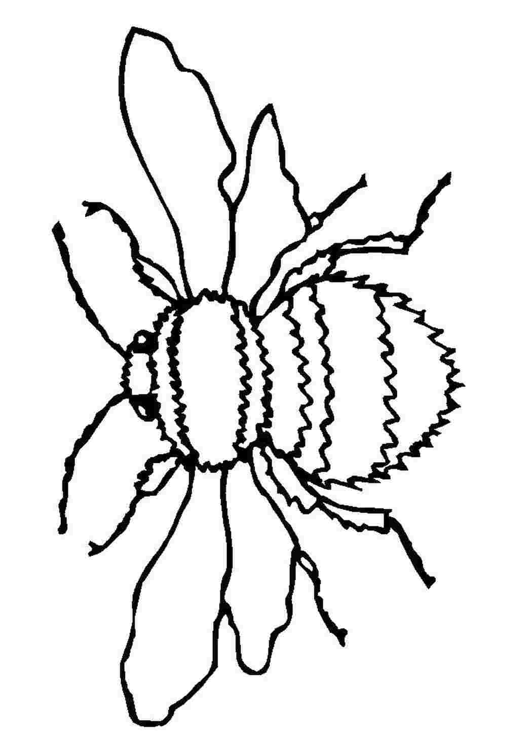 Шмель раскраска для детей