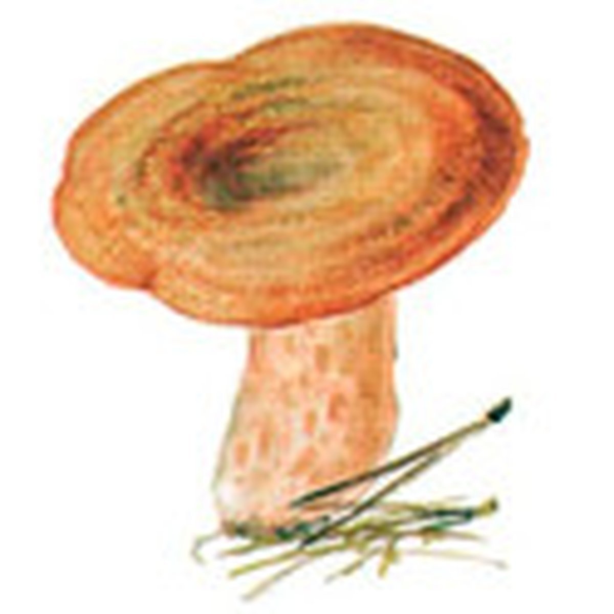 Гриб грузди разукрашка