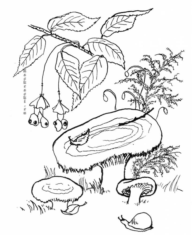 Гриб волнушка раскраска для детей