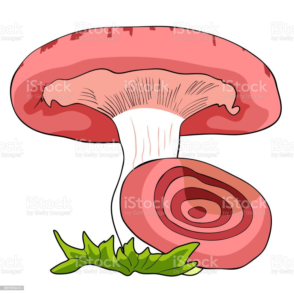 Осенние грибы раскраска для детей