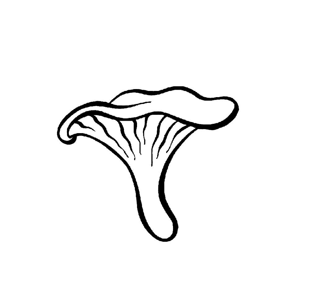 Ложная Лисичка гриб раскраска