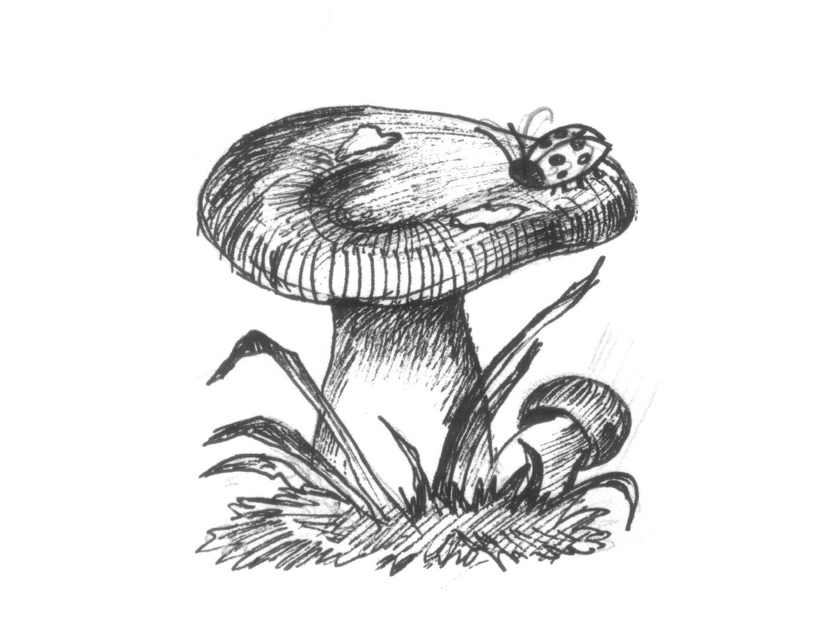 Раскраска бледная поганка гриб