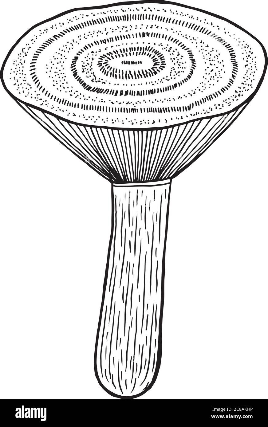 Волнушка раскраска для детей