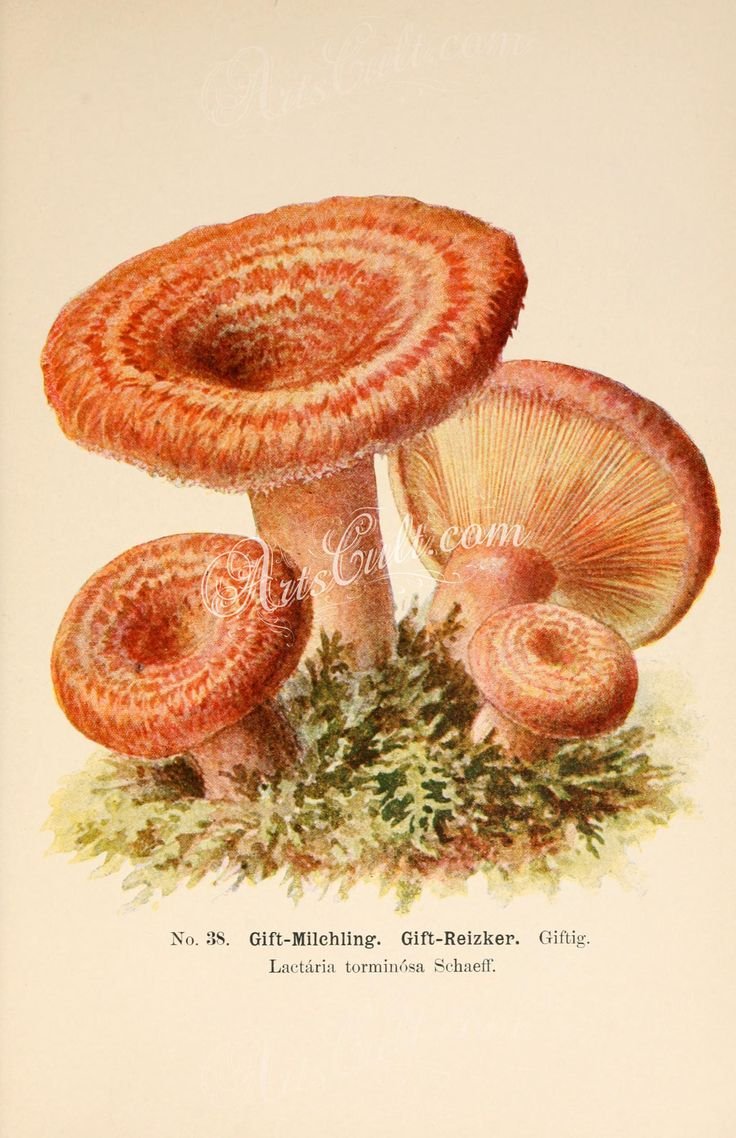 Раскраска грибы разные