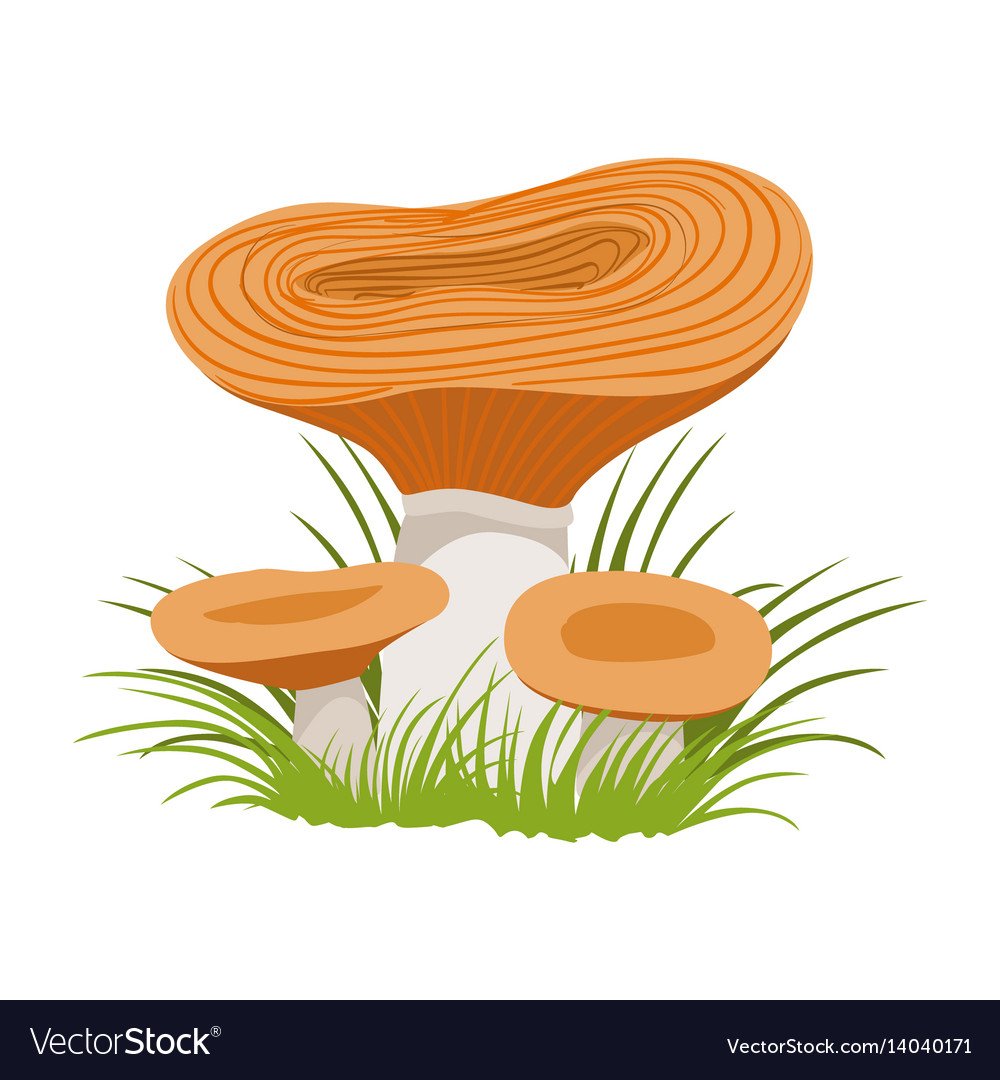 Гриб раскраска