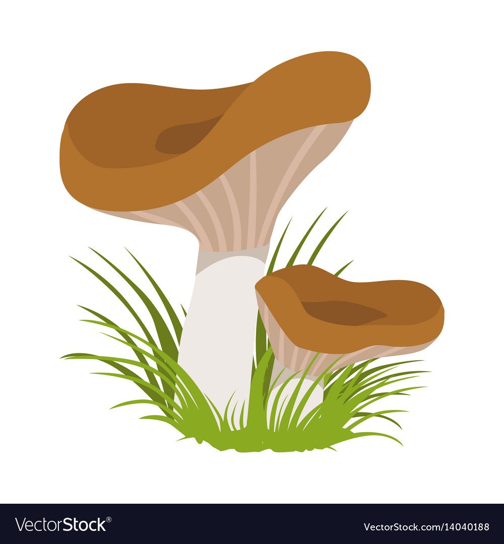 Волнушка раскраска