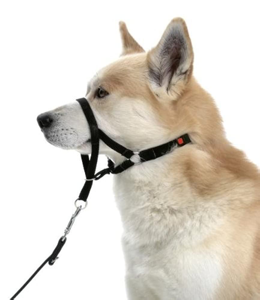 Щенок раскраска для детей