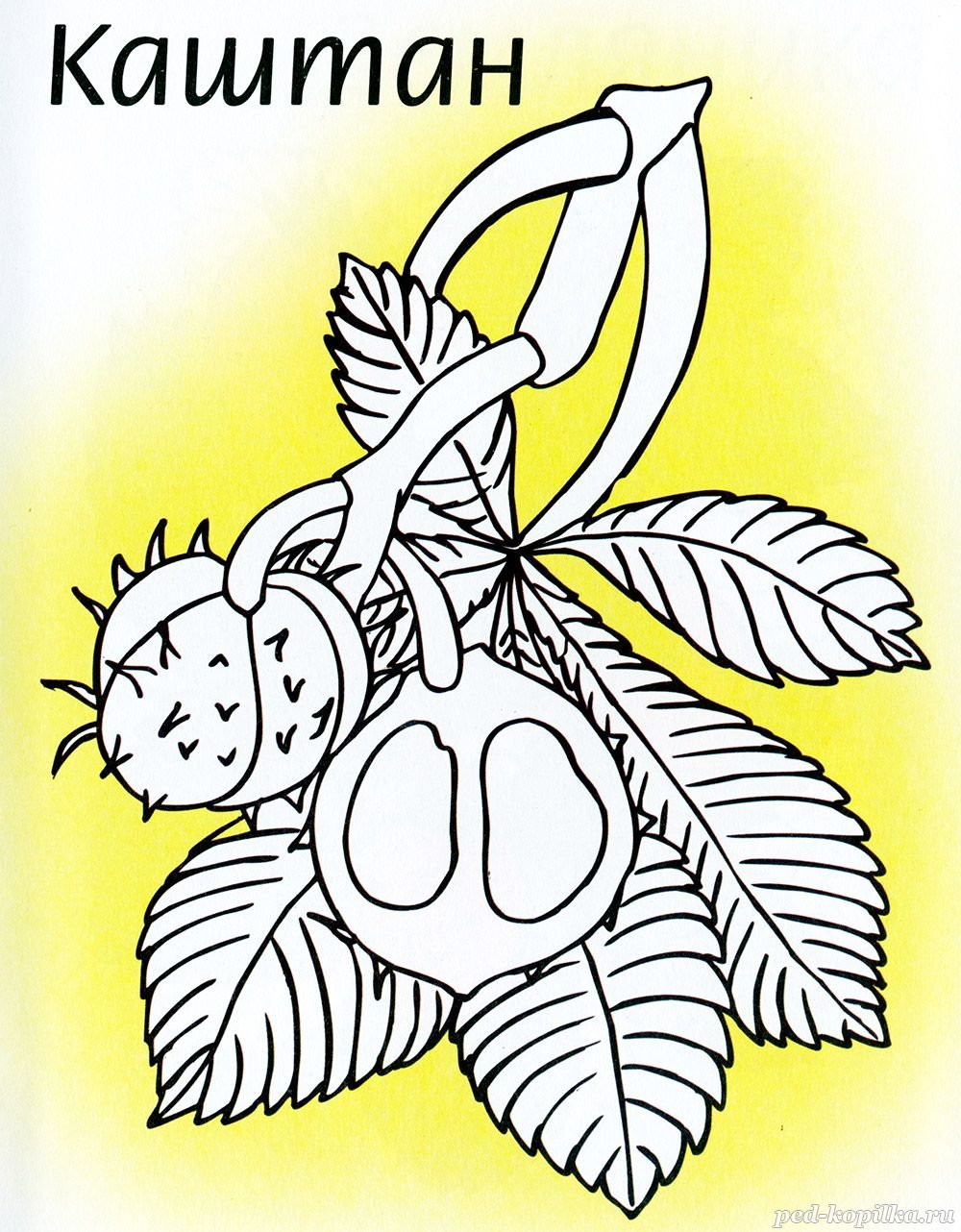 Дерево каштан раскраска