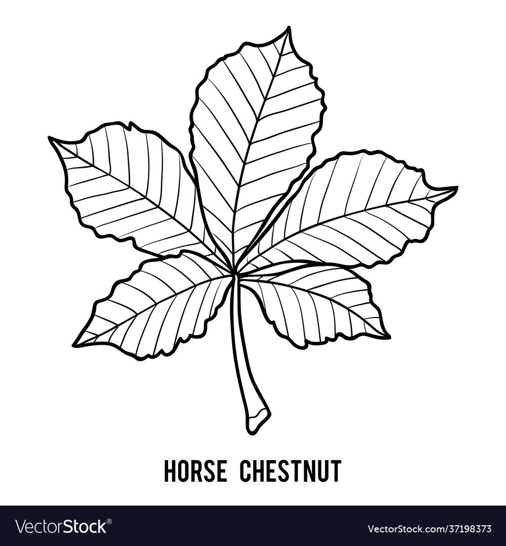 Лист каштана