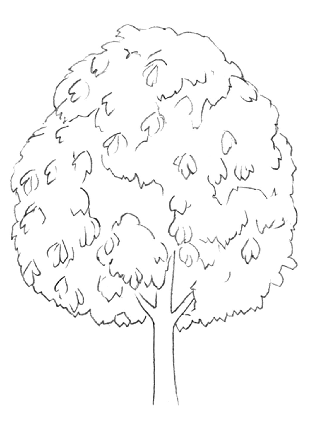 Каштан раскраска для детей