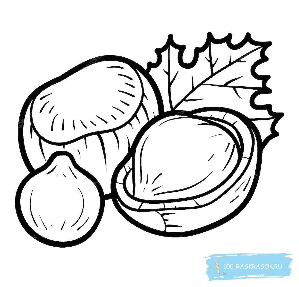 Цветок каштана карандашом